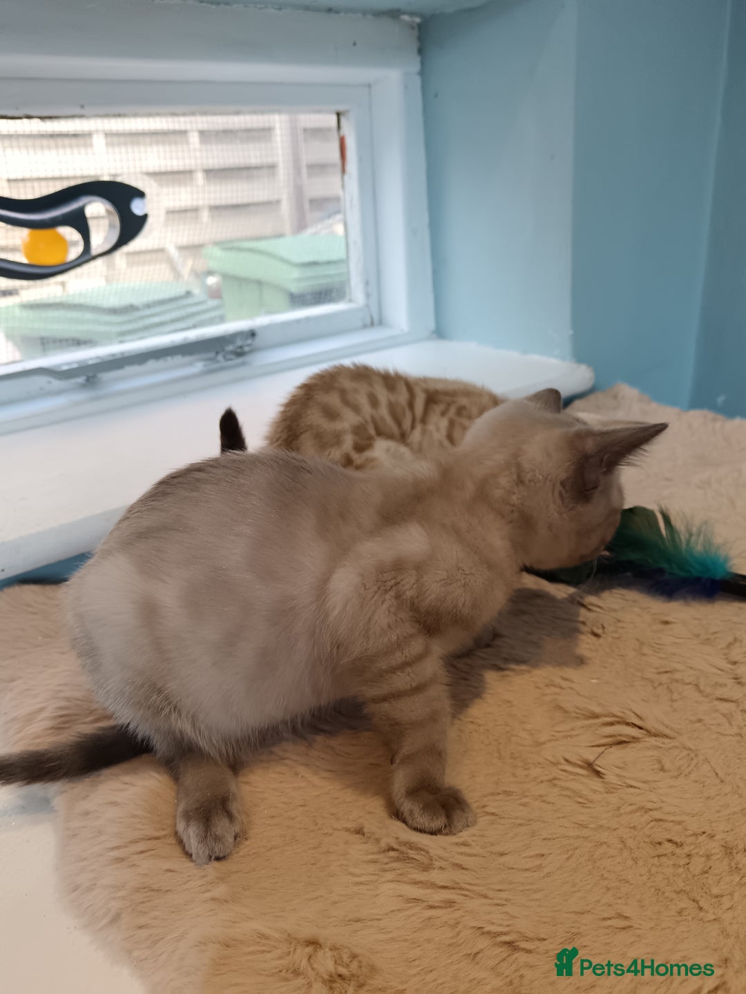 Bengal cats for sale: Tica RG Blue silver snows - Image 18