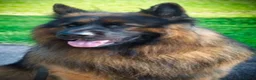 German Shepherd dogs for sale: Stunning Pedigree German Shepherd Puppies - Advert 12