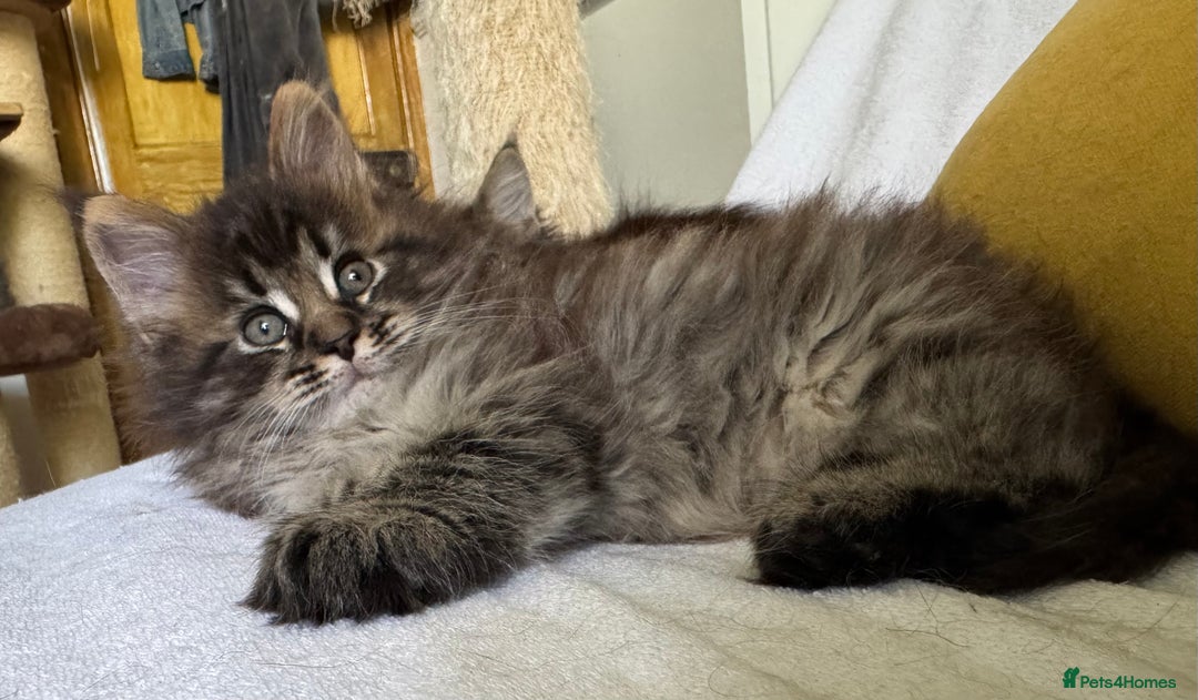 Maine Coon cats for sale: Ready NOW! TICA splendid Maine Coon - Image 20