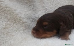 Cockapoo dogs for sale: The best cockapoos  - Image 26