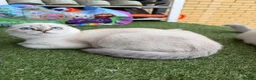 Scottish Fold cats for sale: 🐾 Stunning Scottish Fold Girl  🐾 - Advert 21