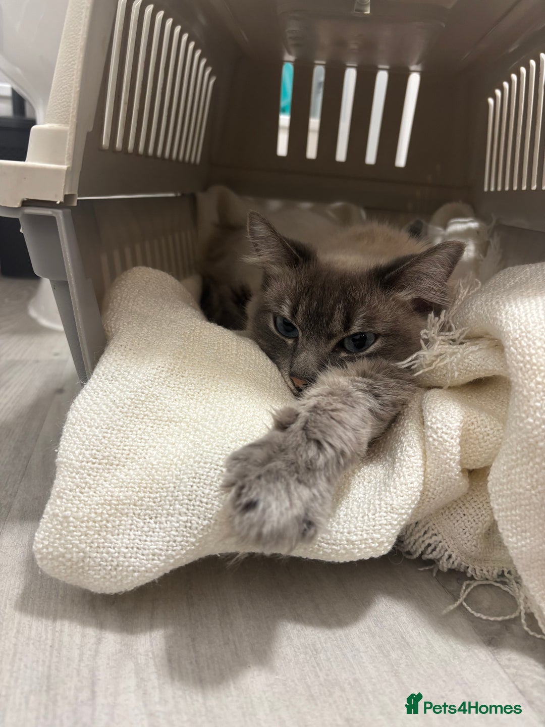 Ragdoll cats for sale: Affectionate ragdoll - Advert 2