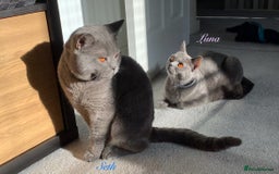 British Shorthair cats for sale: 🐾 Adorable British Shorthair Blue Kittens 🐾 - Image 14
