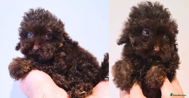 Cavapoo dogs - Advert 6