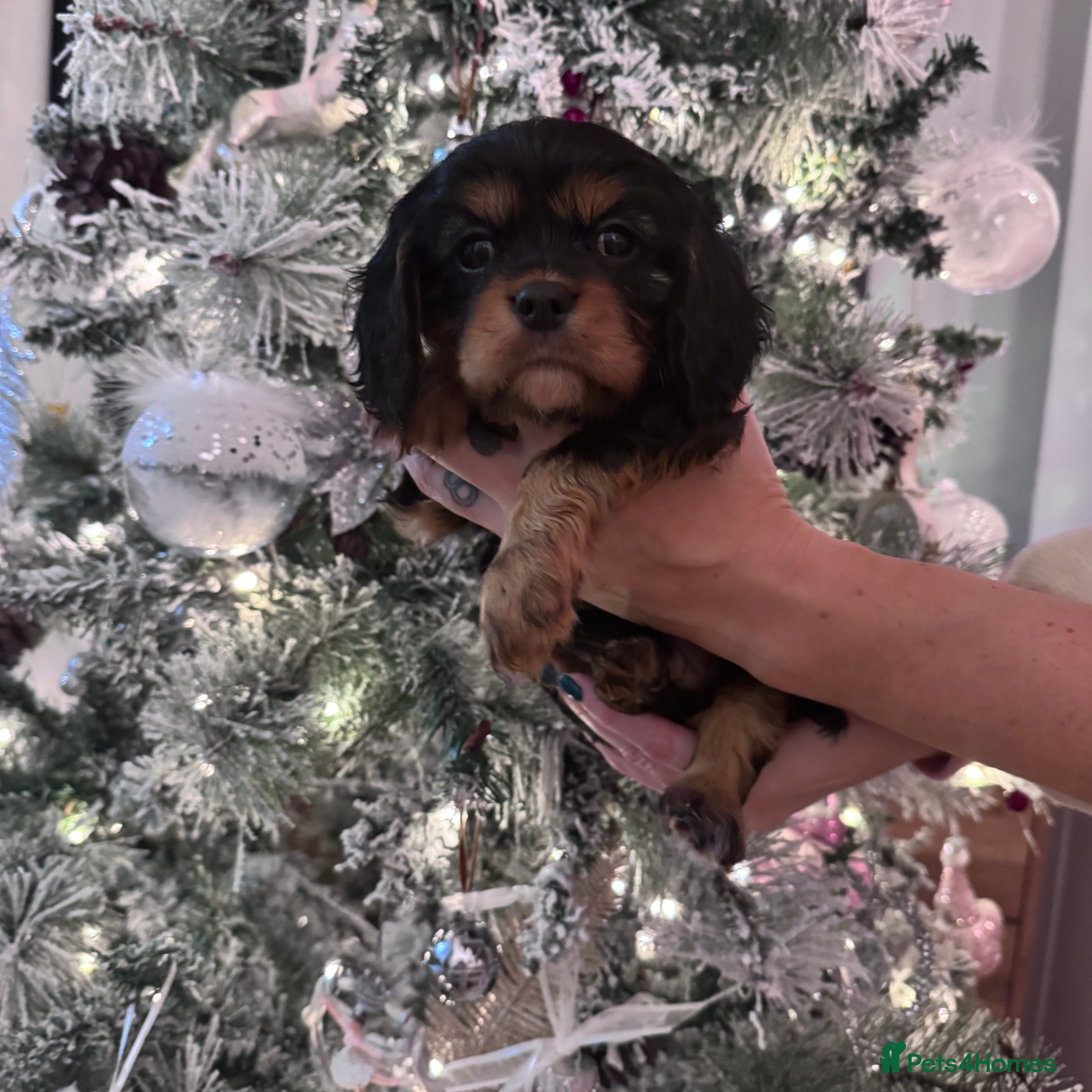 Cavalier King Charles Spaniel dogs KC Cavalier King Charles spaniels  - Advert 11