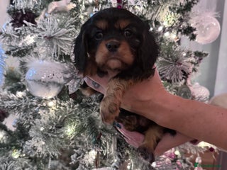 Cavalier King Charles Spaniel dogs KC Cavalier King Charles spaniels - Advert 9