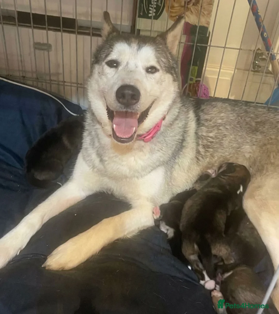 Shepsky dogs for sale: Shepsky puppies for sale - Advert 1