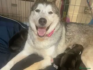 Shepsky dogs Shepsky puppies for sale - Advert 13