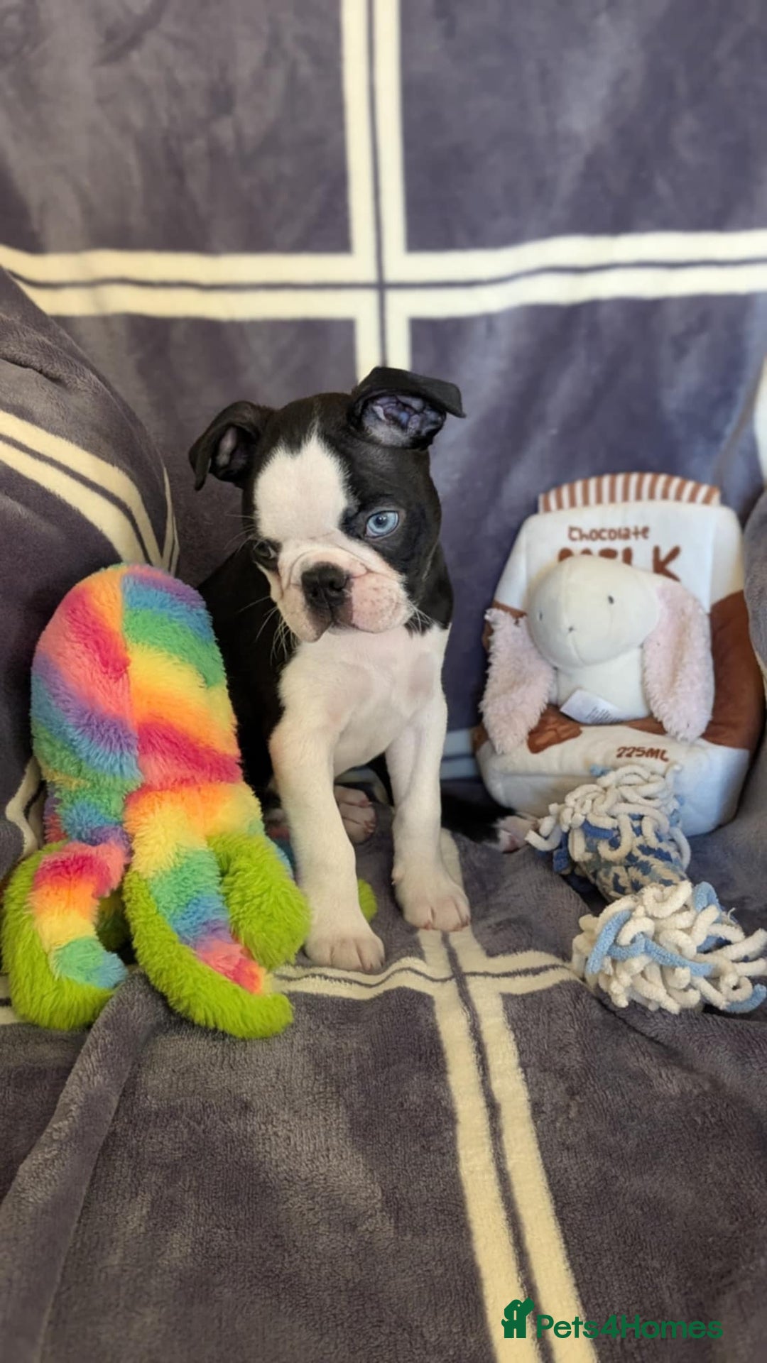 Boston Terrier dogs for sale: Last Boston Terrier puppy available. - Advert 4
