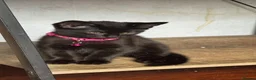 Mixed Breed cats for sale: Russian Black girl in Nottingham - Advert 4