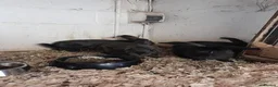 Continental Giant rabbits for sale: continental giant rabbits for sale ready go  now - Advert 5