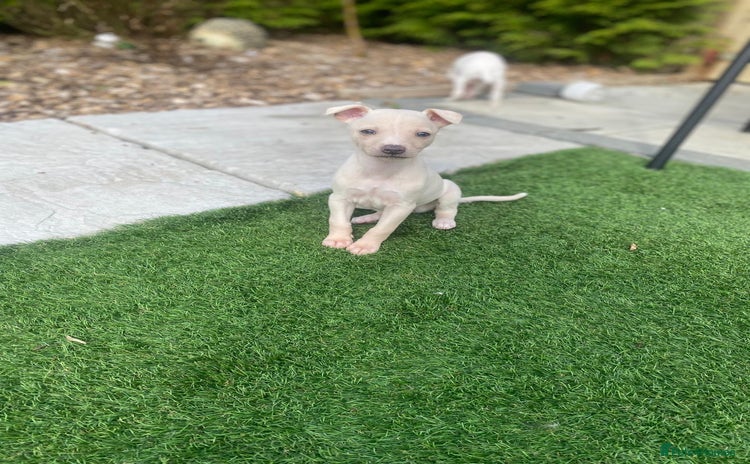 Italian Greyhound dogs - Advert 2