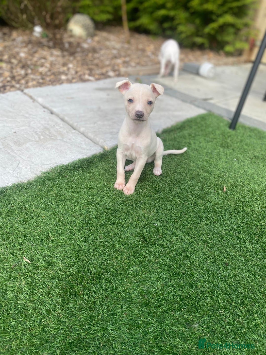 Italian Greyhound dogs for sale: Italian greyhound puppies - Image 1