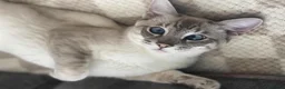 Ragamese cats for sale: Coco — Ragamese  - Advert 2