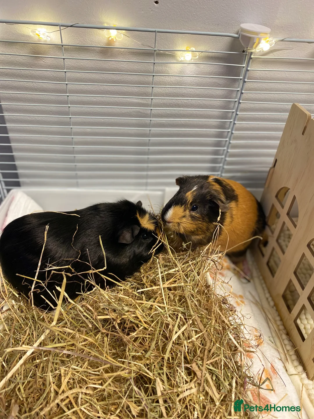 Guinea Pig rodents for sale: 2 cutie pies!  - Advert 1