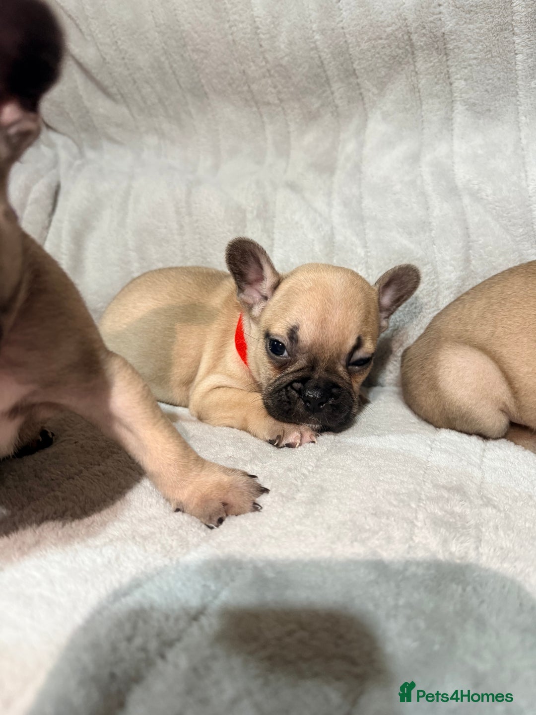 French Bulldog dogs for sale: Pedigree Mum Frenchy Pups-Gorgeous and ready soon! - Advert 31