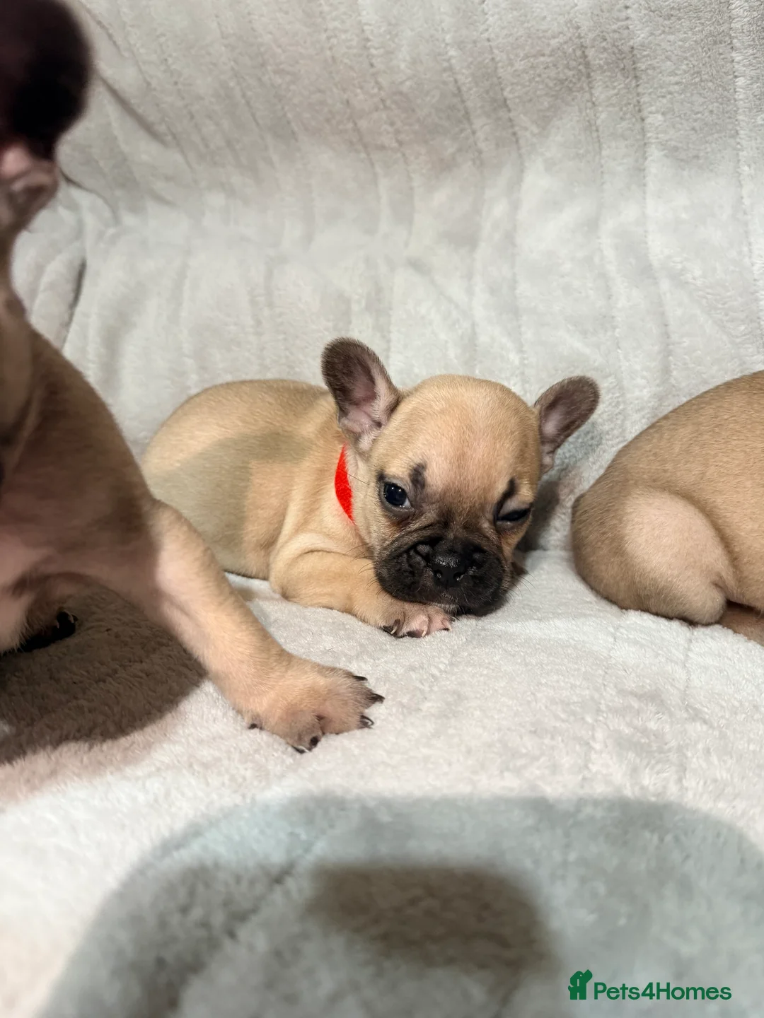 French Bulldog dogs for sale: Pedigree Mum Frenchy Pups-Gorgeous  ! - Advert 31