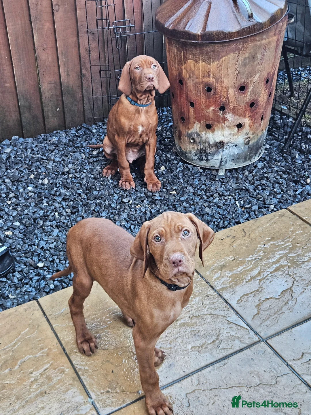 Hungarian Vizsla dogs for sale: 🏆🇭🇺 KC Registered fully trained HungarianVizsla - Advert 39