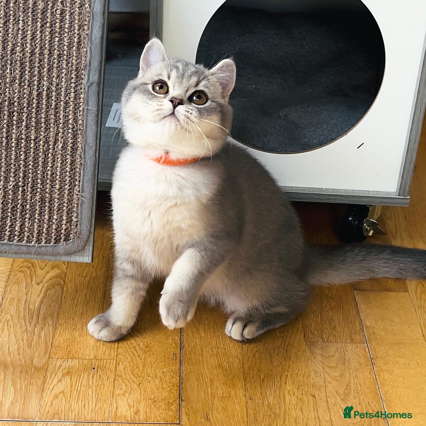 British Shorthair cats Girl Ready Now - GCCF/TICA British Shorthair - Advert 1