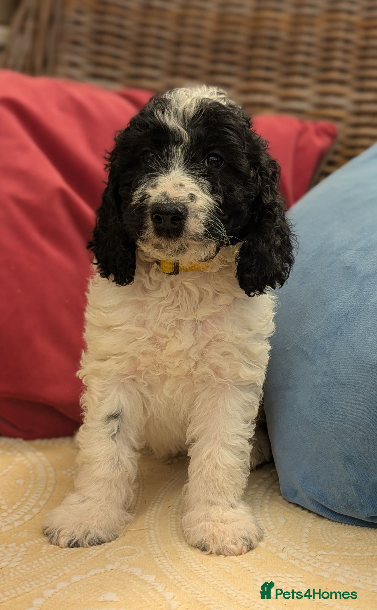 Cockapoo dogs F1 Standard Cocker Poodle Puppies  - Advert 1
