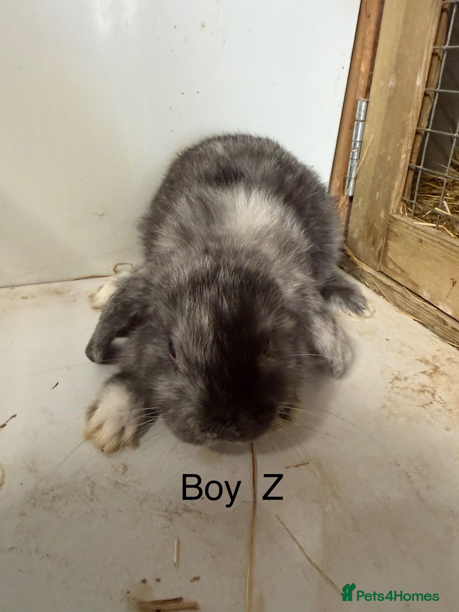 Mini Lop rabbits Beautiful mini lop bunnies  - Advert 2