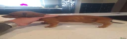 Dachshund dogs for sale: Daschund puppies 🐶 £900 ovno - Advert 9
