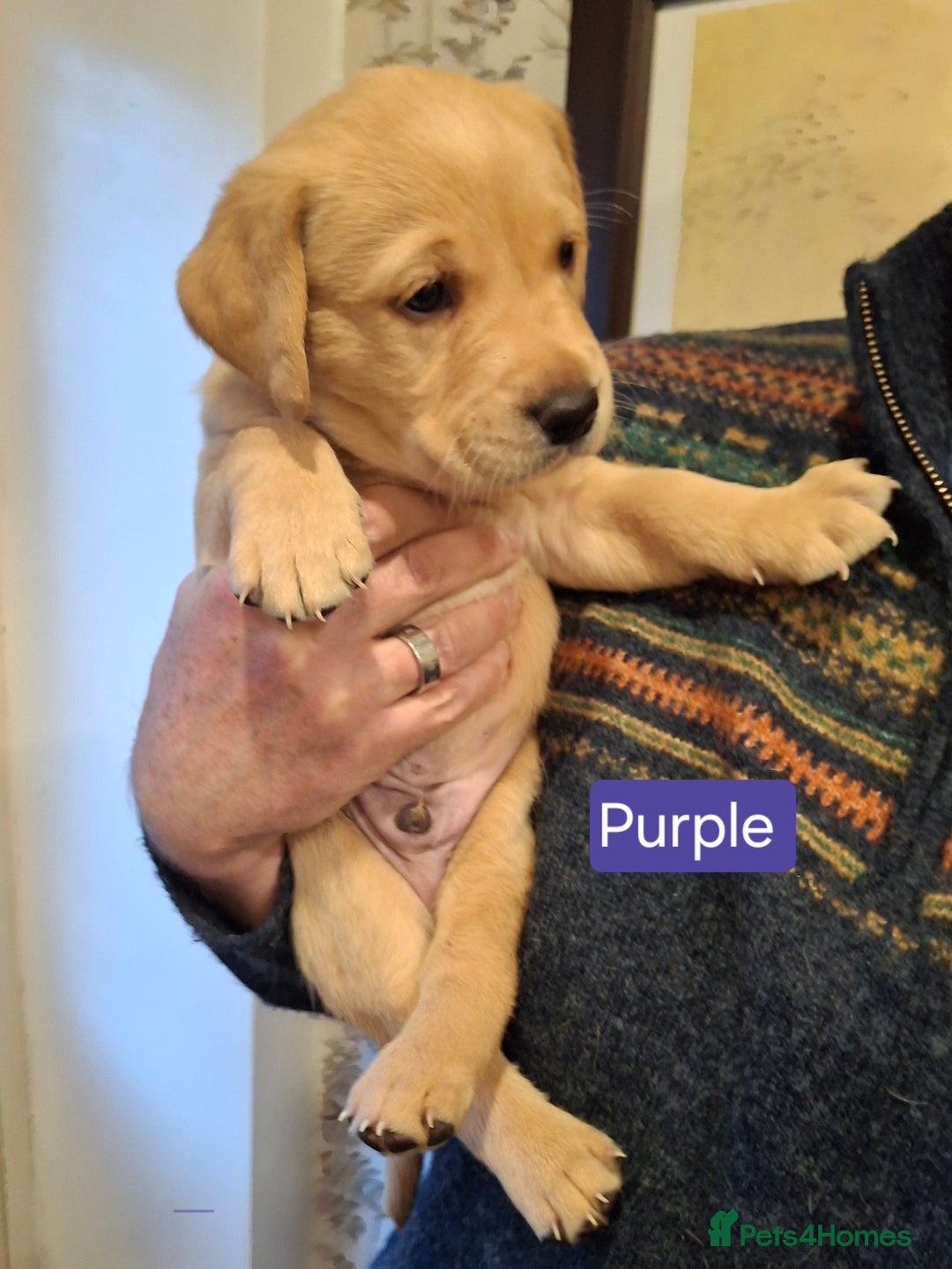 Goldador dogs for sale: Goldador Puppies - Advert 5