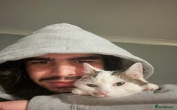 Mixed Breed cats for sale: Kittens for sale - Advert 15