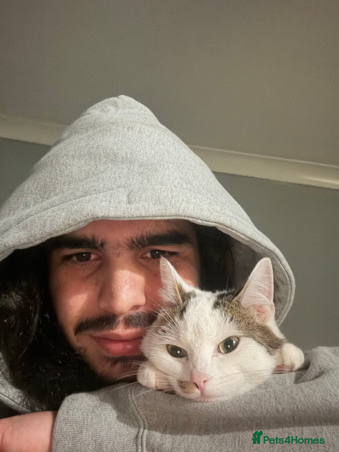 Mixed Breed cats for sale: Kittens for sale - Advert 15