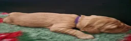 Golden Retriever dogs for sale: Kc fox red, golden & white golden-retriever puppys - Advert 10