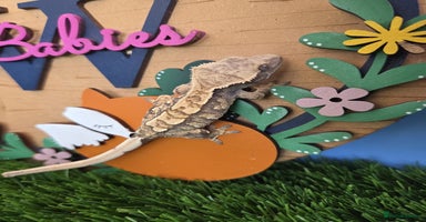 Gecko reptiles - Advert 9