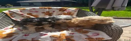 Cockapoo dogs for sale: f1 cockerpoo litter - Advert 4