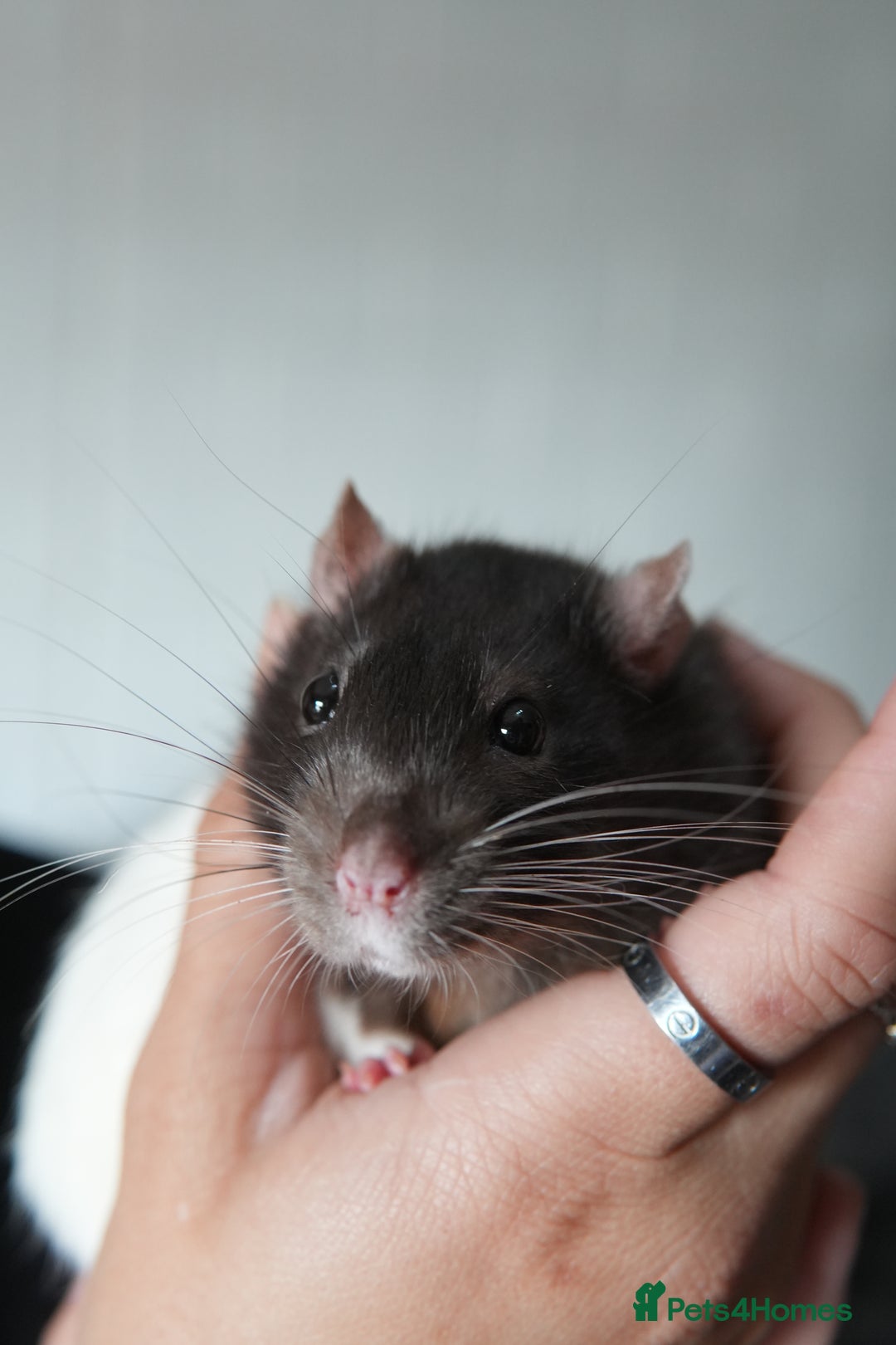 Rat rodents for sale: Baby rats for sale  - Image 5