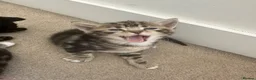 Domestic Shorthair cats for sale: Pretty nice kittens to rehome  - Advert 7