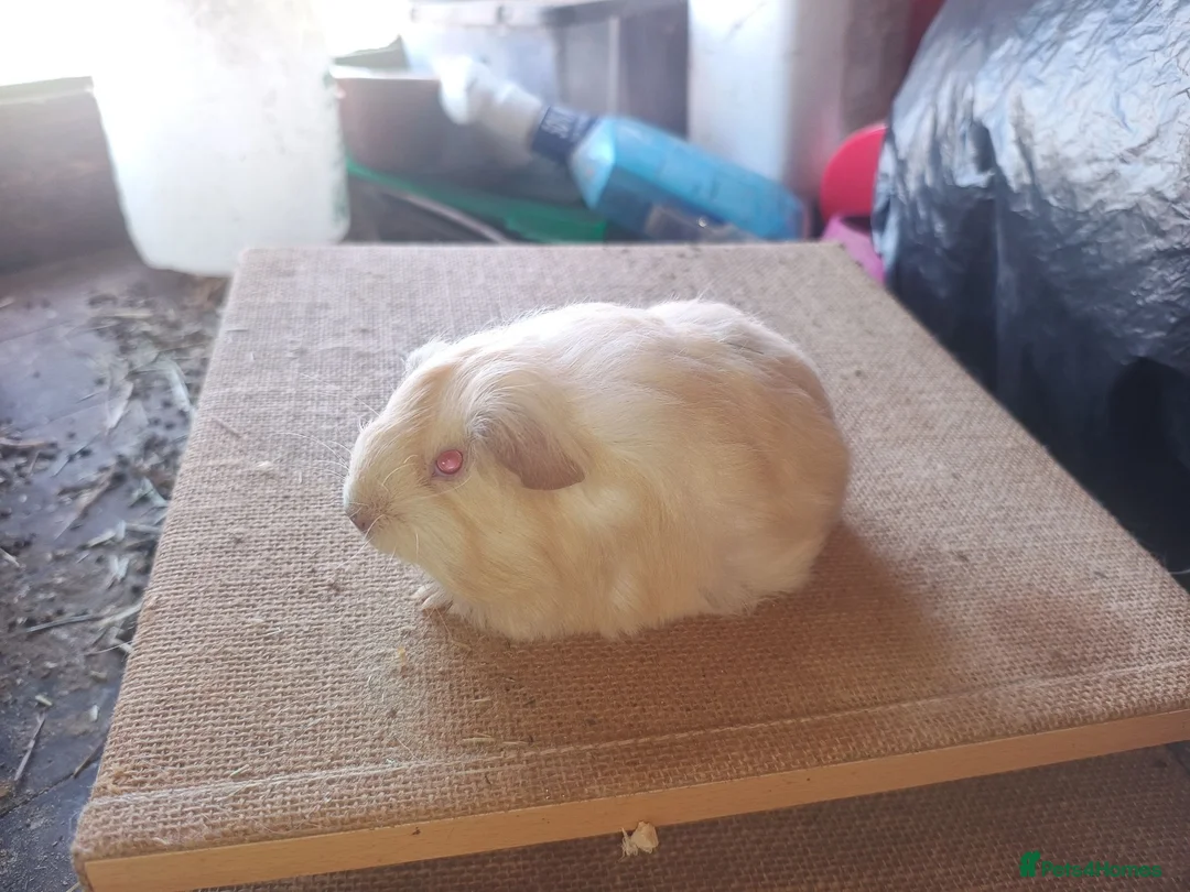 Guinea Pig rodents for sale: Sheltie sows - Advert 2