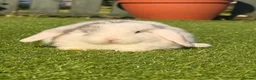 Mini Lop rabbits for sale: Beautiful small mini lop babies  - Advert 8