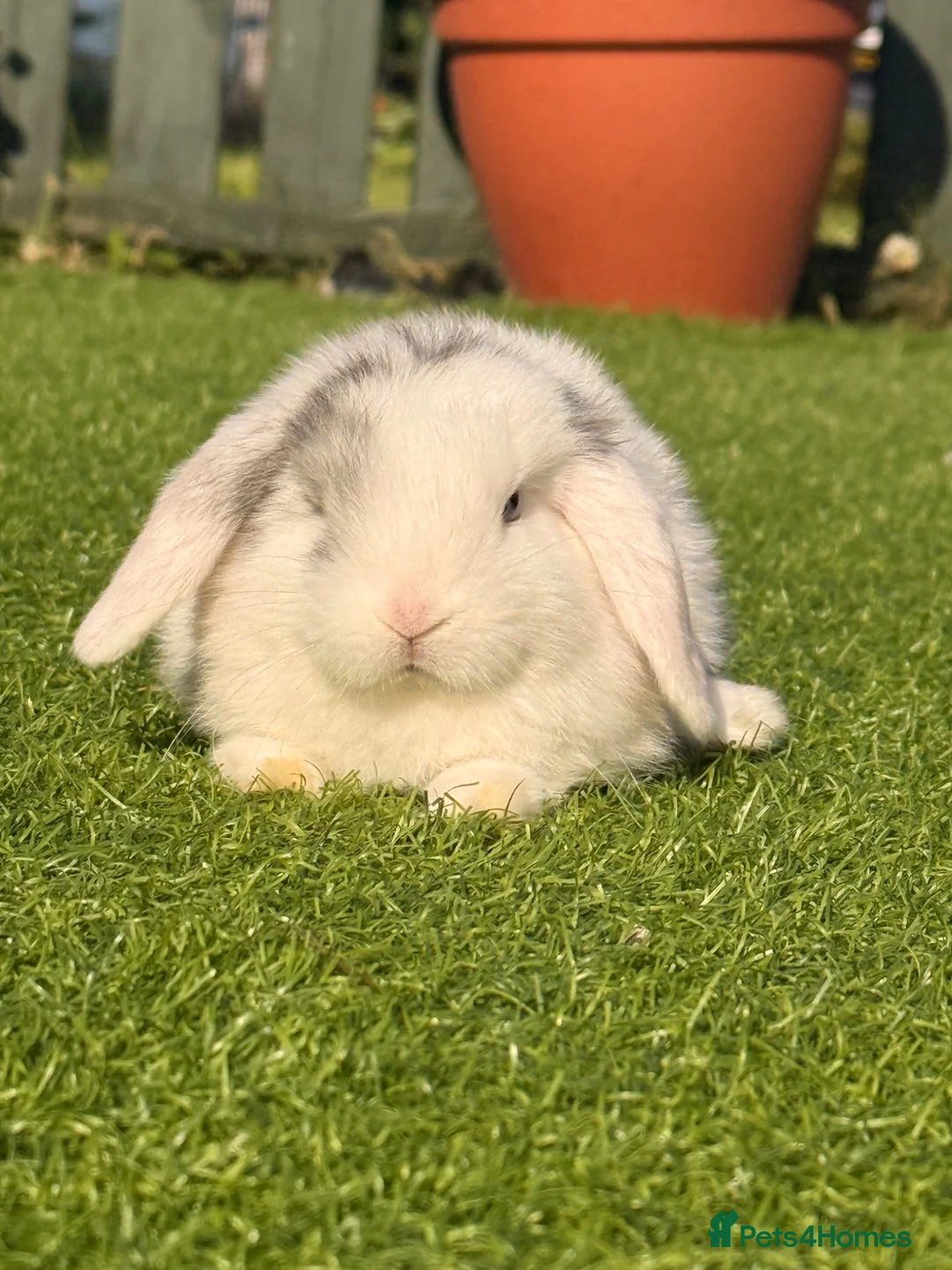 Mini Lop rabbits for sale: Beautiful small mini lop babies  - Advert 8