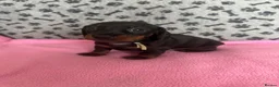Dachshund dogs for sale: 🐾 Gorgeous Mini Dachshund Puppies-Come meet them! - Advert 11