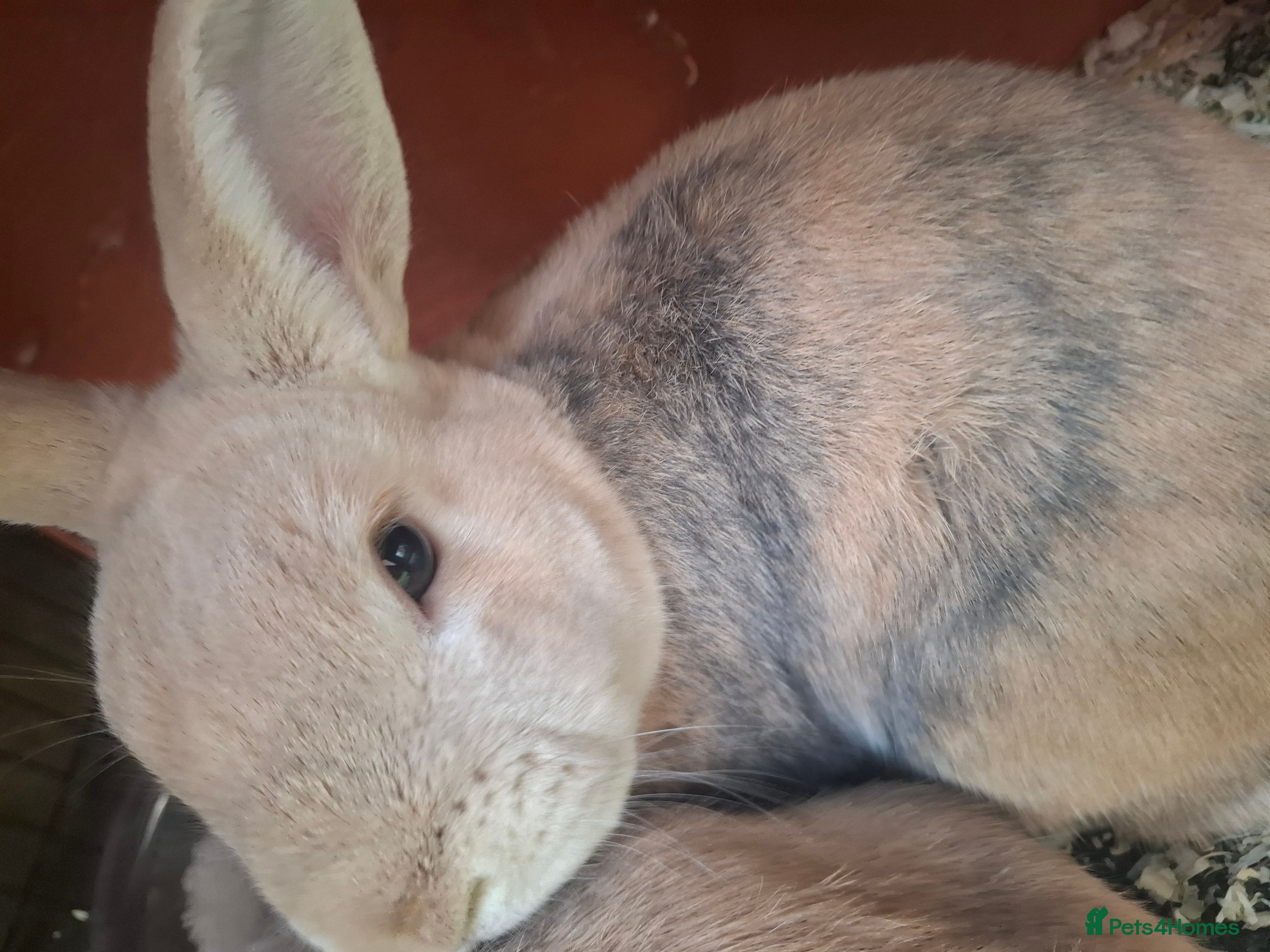 Mixed Breed rabbits Male Rabbit  - Advert 1