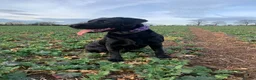 Labrador Retriever dogs for sale: Beautiful Labrador puppies ready in October in Tenbury Wells - Advert 3