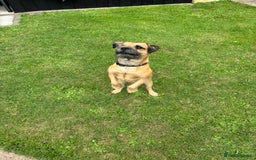 Border Terrier dogs for stud: Red boarder terrier for stuf - Image 2
