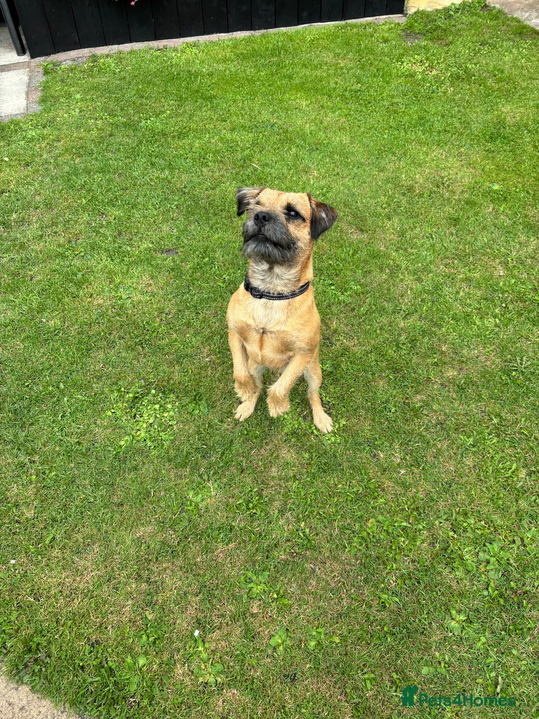 Border Terrier dogs for stud: Red boarder terrier for stuf - Image 2