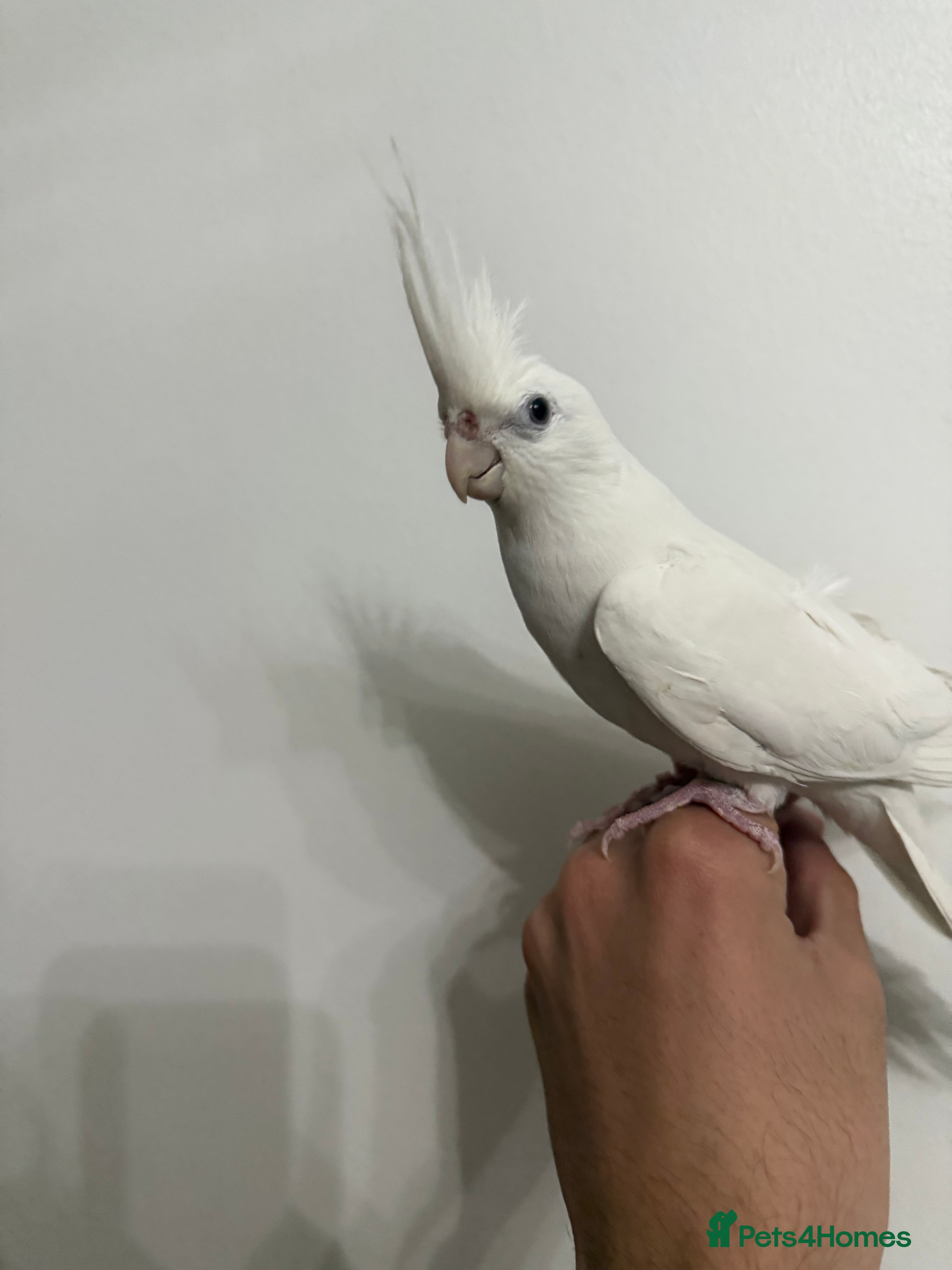 Cockatiels birds Beautiful pair of cockatiel chicks - Advert 13