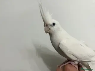 Cockatiels birds Beautiful pair of cockatiel chicks - Advert 13