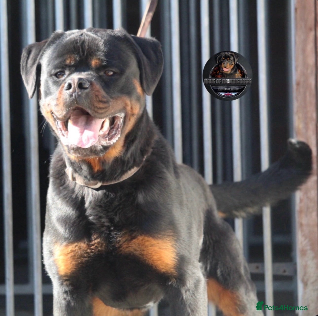 Rottweiler dogs Outstanding Strong Young Male Rottweiler For Sale - Advert 1