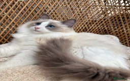 Ragdoll cats for sale: 🌟TICA🌟Champion Ragdoll🏆🏆🏆 - Image 5