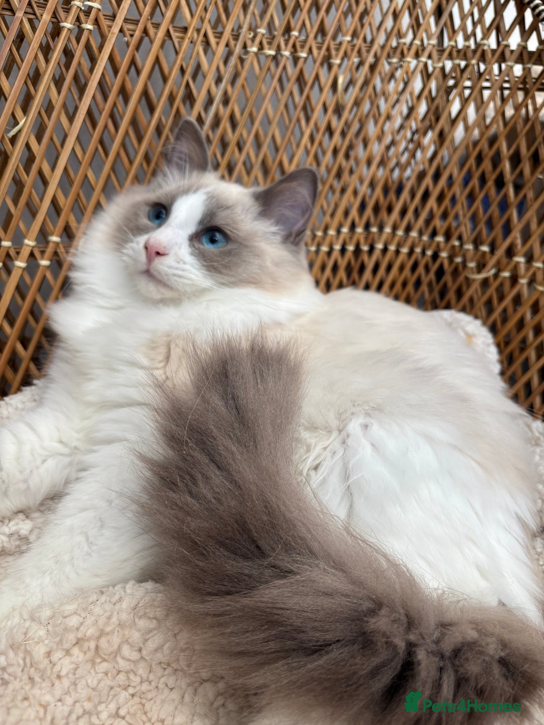Ragdoll cats for sale: 🌟TICA🌟Champion Ragdoll🏆🏆🏆 - Image 5