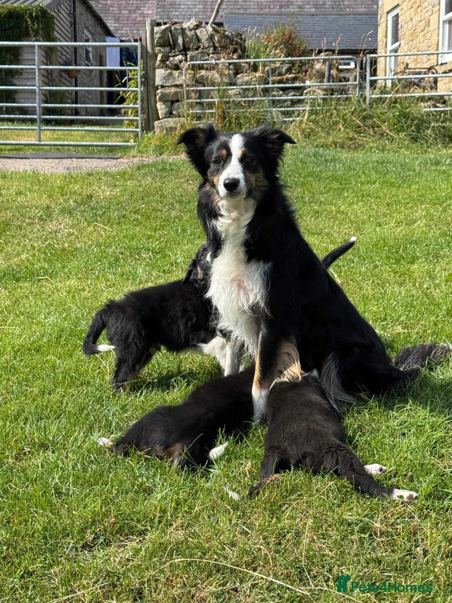 Border Collie dogs Beautiful KC Reg Border Collie puppies  - Advert 1