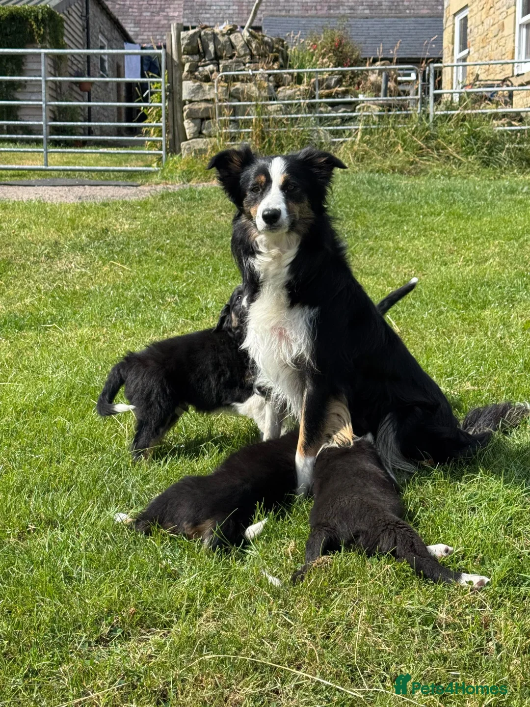 Border Collie dogs for sale: Beautiful KC Reg Border Collie puppies  - Advert 1