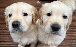 Golden Retriever dogs for sale: Beautiful KC Golden Retriever Babies  - Image 30